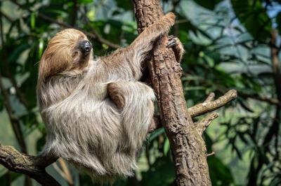 Relaxed Sleepy Linnaeus’s Two-Toed Sloth Choloepus Didactylus – Free Stock Photo Download