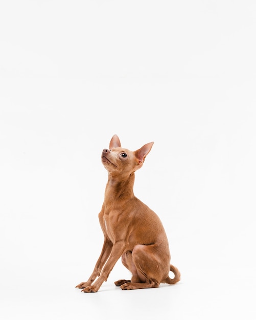 Cute Little Chihuahua Dog Looking Away – Free Download