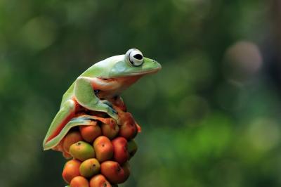 Javan Tree Frog on Orange Fruit – Free Download