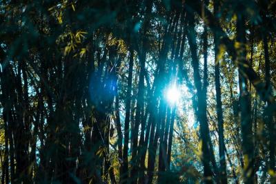 Bamboo Forest Landscape – Free Stock Photo for Download