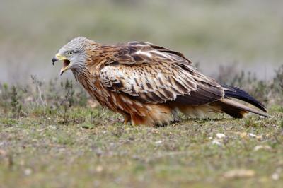 Closeup Selective Focus Shot of a Beautiful Hawk – Free to Download