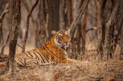 Amazing Bengal Tiger in Nature – Free Download