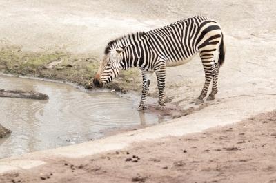 Zebra near a Dirty Lake Under the Sunlight – Free Download