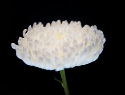 Macro Shot of White Chrysanthemum – Download Free Stock Photo