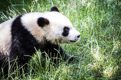 Adorable Panda Bear Frolicking in a Lush Tree – Captivating Wildlife Photography for Free Download