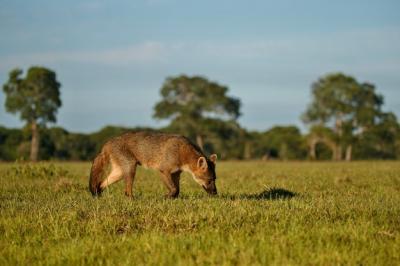 Wild Crab Eating Fox in the Brazilian Pantanal – Free Stock Photo, Download for Free