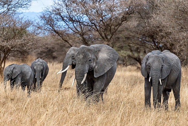 Group of Elephants Walking on Dry Grass in the Wilderness – Free Stock Photo, Download for Free