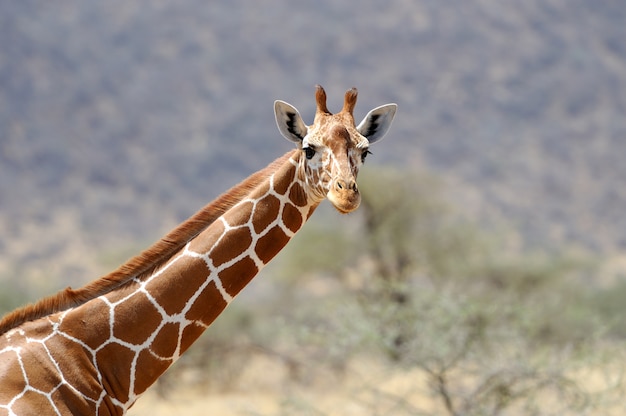 Giraffe in the Wild – Free Stock Photo for Download