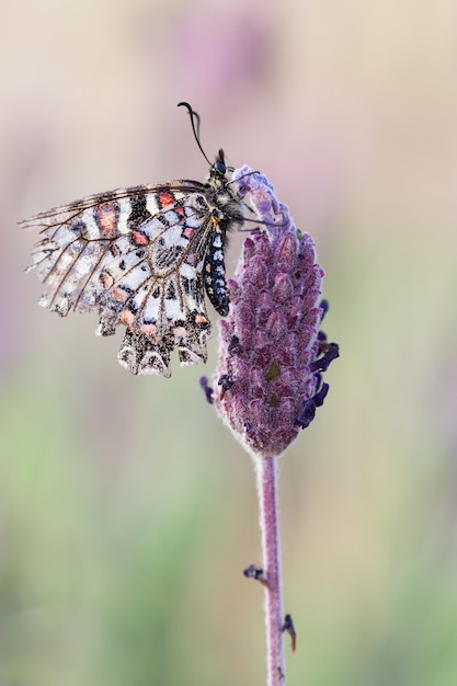 Beautiful Zerynthia Rumina Butterfly on Blurred Greenery – Free Download