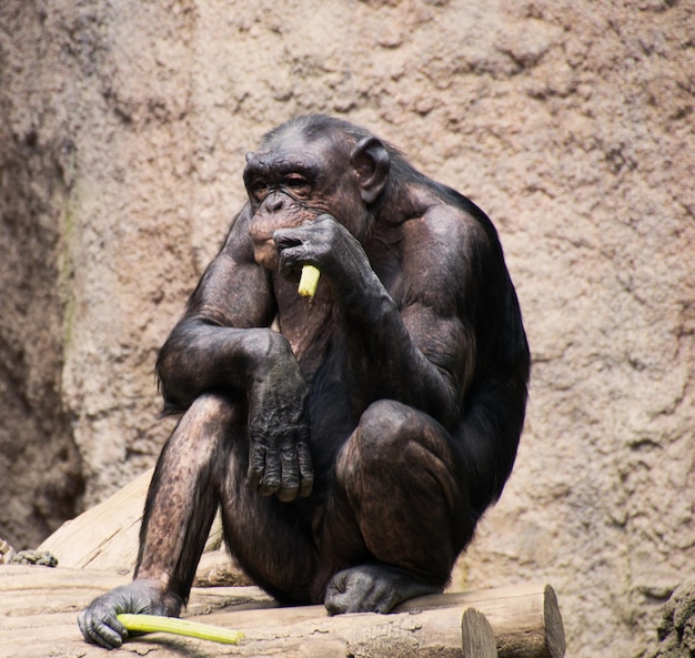 Monkey Portrait Sitting Outdoors – Free Stock Photo for Download