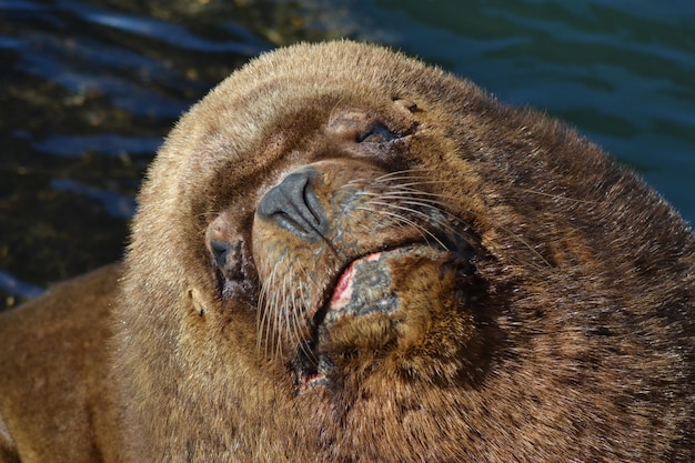 Closeup Shot of a Sea Lion Under Sunlight Outdoors – Free Download