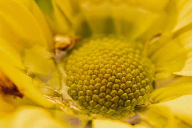 Extreme Close-Up of a Vibrant Yellow Flower – Free Download