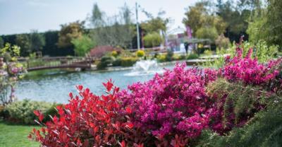 Colorful Blooming Wild Spring Flowers – Free Stock Photo for Download