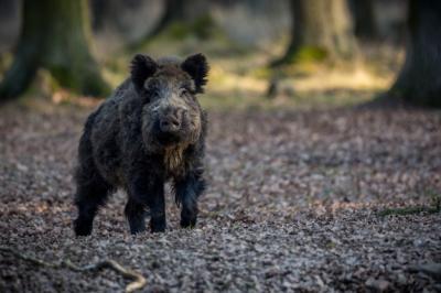 Wild Boar in Natural Habitat – Download Free Stock Photo