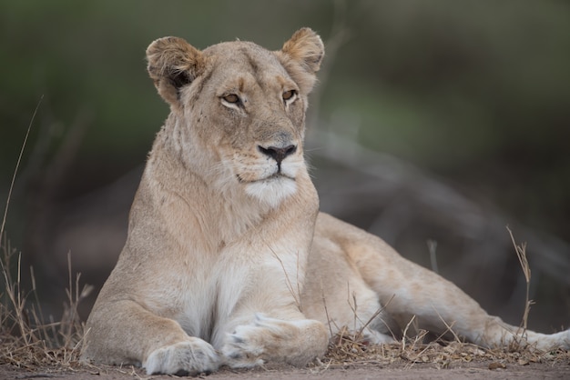 Beautiful Lioness in Nature – Free Stock Photo for Download