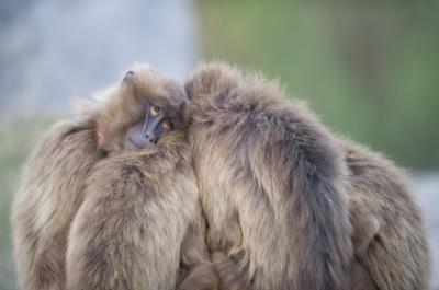 Baboons Standing Near Each Other – Free Stock Photo, Download Free Stock Photo