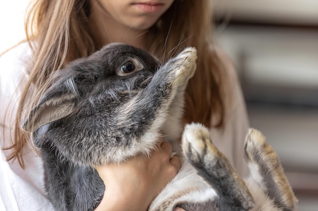 A Girl Holding a Gray Rabbit – Closeup Free Stock Photo for Download