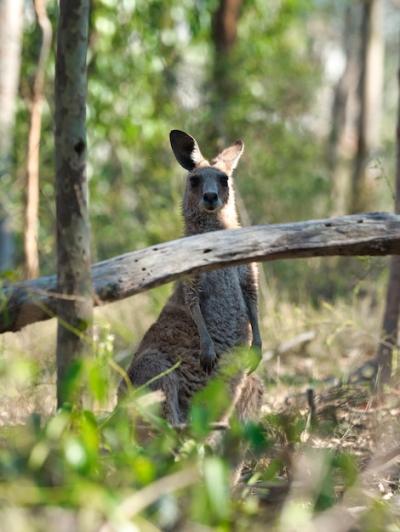 Wallaby Surrounded by Greenery Under Sunlight – Free Stock Photo for Download