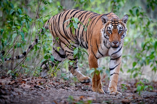 Amazing Bengal Tiger in Nature – Free Stock Photo for Download