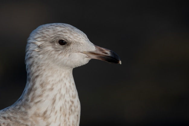 Closeup Shot of a Seagull Head Isolated on Black – Free Download