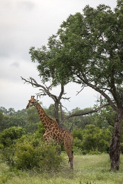 Cute Giraffe Walking Among Green Trees – Free Stock Photo Download