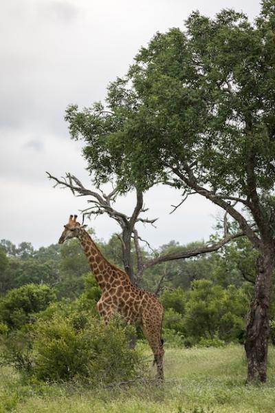 Cute Giraffe Walking Among Green Trees – Free Stock Photo Download