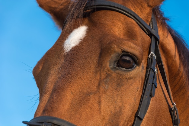 Farm Horses in a Bay Background – Free Stock Photo for Download