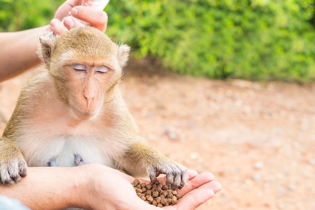 Feeding Monkeys in a Natural Setting – Free Download