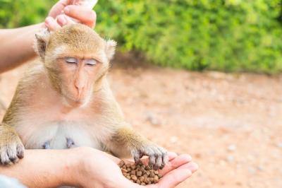 Feeding Monkeys in a Natural Setting – Free Download