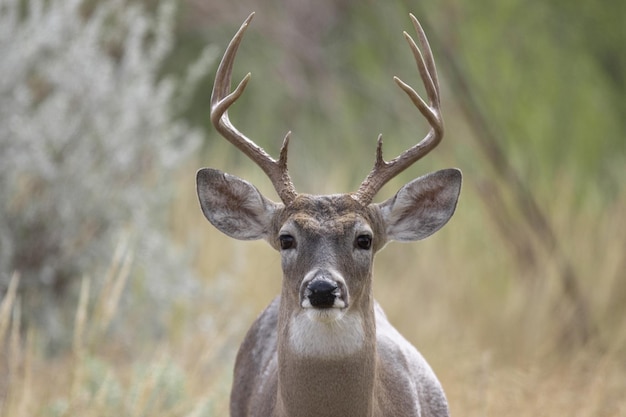 Closeup of a Whitetailed Deer Buck – Free Stock Photo, Download Free