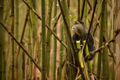 Golden Monkey in Bamboo Forest – Free Stock Photo for Download