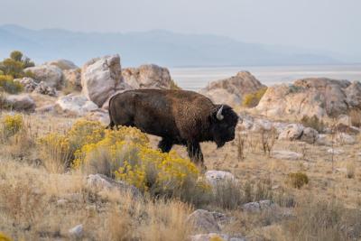 Stunning Closeup of a Bison in a Field – Free Download