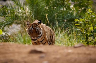 Tiger in Natural Habitat: Majestic Panthera Tigris in Rajasthan, India – Free Download