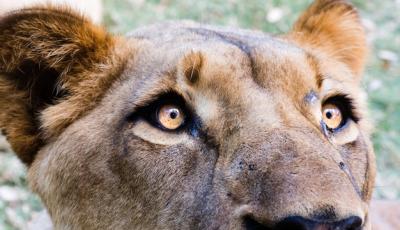 Closeup Shot of a Lioness: Free Stock Photo, Download for Free