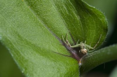 Closeup of a Green Spider on a Leaf – Free Stock Photo, Download for Free