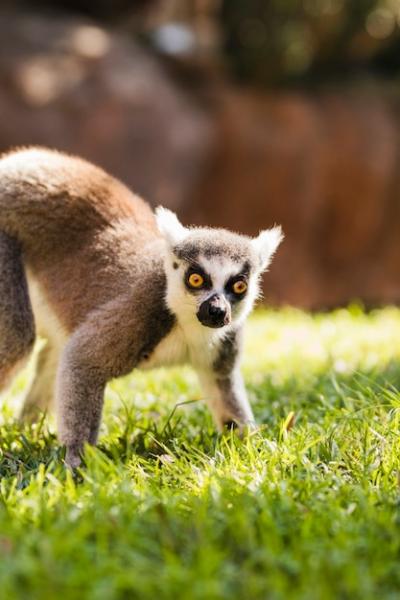 Lemur – Free Stock Photo for Download