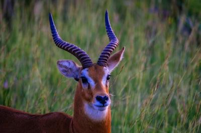 Gazelle Closeup in a Grassy Field – Free Download