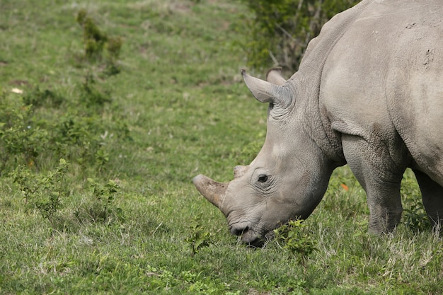 Rhinoceros Grazing in Grass-Covered Forest Fields – Free Stock Photo for Download