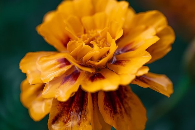 Macro Shot of French Marigold Tagetes Patula – Free Download