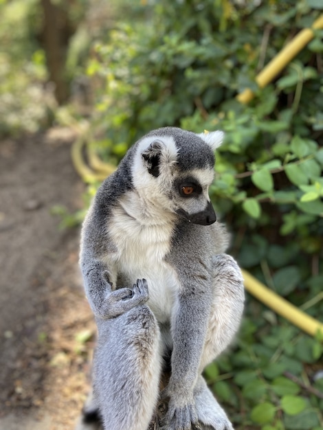 Cute Ring-Tailed Lemur Playing on a Tree Branch – Free Stock Photo for Download