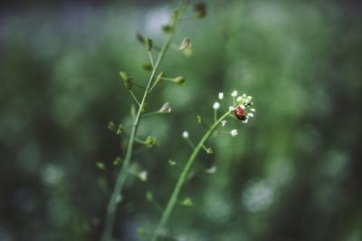 Ladybug on a Flowering Plant – Free Stock Photo for Download