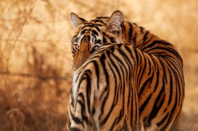 Amazing Bengal Tiger in Nature – Free Download