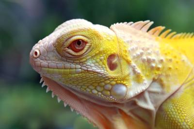 Closeup Head of Yellow Albino Iguana – Free Stock Photo for Download