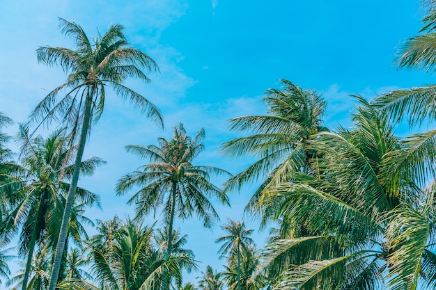 Stunning Outdoor Nature Scene with Coconut Palm Trees Against a Blue Sky – Free Download