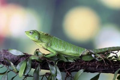 Green Lizard Sunbathing on a Branch – Free Stock Photo for Download