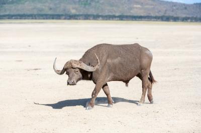 Wild African Buffalo in Kenya, Africa – Free Stock Photo for Download