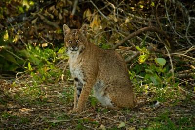 Bobcat Closeup Surrounded by Lush Trees and Leaves – Free Download