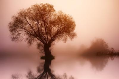 Serene Landscape Featuring a Tree, Fog, and Lake â Free Download