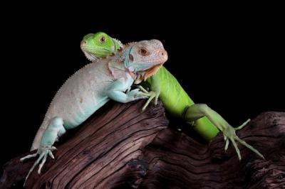 Closeup of a Baby Blue and Green Iguana on Wood – Free Stock Photo for Download