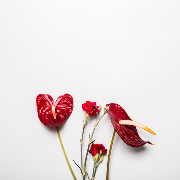 Red Flowers on White Background – Download Free Stock Photo